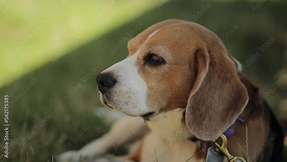 beautiful beagle dog lies on the grass. The dog lies in the grass, resting after running. Portrait of a beautiful beagle, blurred background, sunny day. beautiful beagle dog lies on the grass. The dog lies in the grass, resting after running. Portrait of a beautiful beagle, blurred background, sunny day.