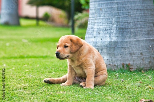 Golden Labrador puppy sitting on grass 