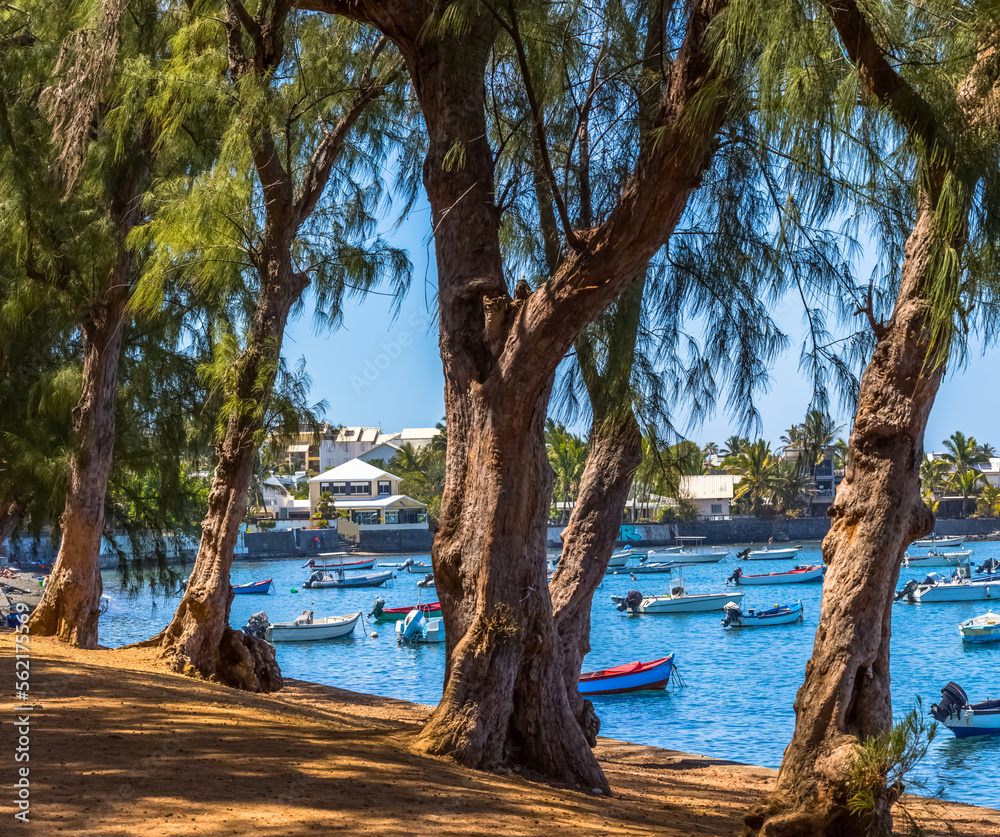 Filaos sur plage du Bassin Pirogue, l’Etang-Salé, île de la Réunion 