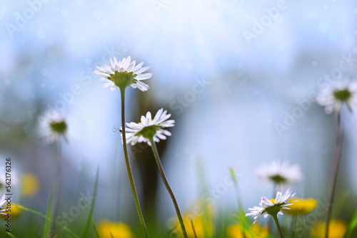 Wild marguerite flowers in grass in rays of sunlight.