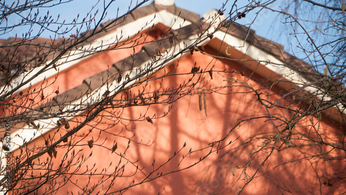 Sombras de ramas desnudas en tejado de casa rural una tarde de invierno