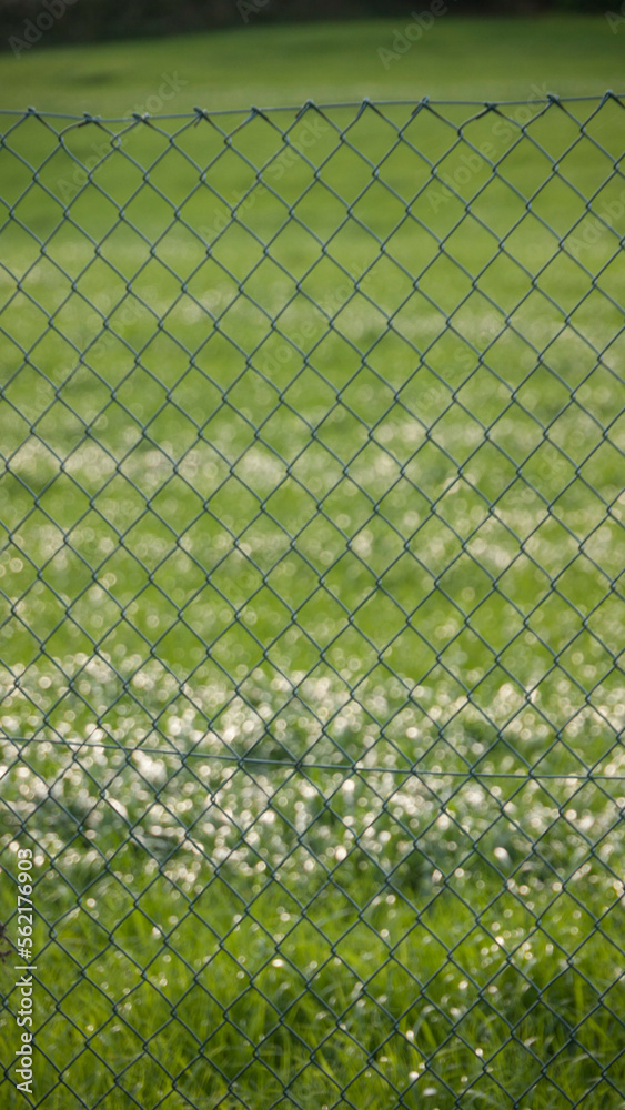 Fototapeta premium Pradera de hierba verde tras valla de alambre