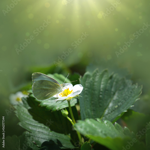 Butterfly flies over strawberry plant in grass in rays of sunlight.