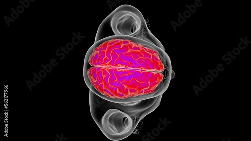 Human brain anatomy for medical concept 3D rendering photo