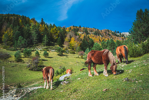 Ruta por la selva de Oza y el valle de Zuriza. La recogida de setas es habitual aquí, así como encontrarse con caballos salvajes o vacas que andan libres con el buen tiempo por los Pirineos.