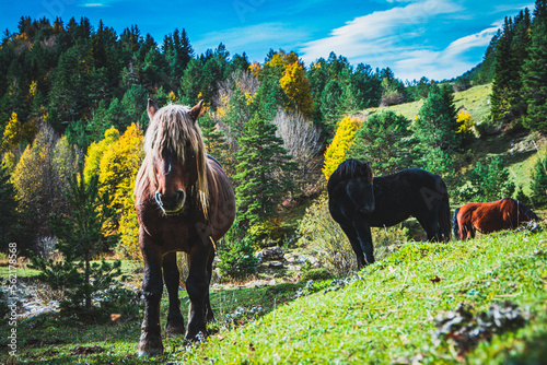 Ruta por la selva de Oza y el valle de Zuriza. La recogida de setas es habitual aquí, así como encontrarse con caballos salvajes o vacas que andan libres con el buen tiempo por los Pirineos. photo