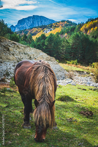 Ruta por la selva de Oza y el valle de Zuriza. La recogida de setas es habitual aquí, así como encontrarse con caballos salvajes o vacas que andan libres con el buen tiempo por los Pirineos. photo