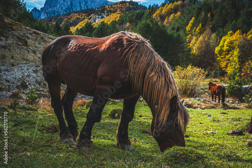 Ruta por la selva de Oza y el valle de Zuriza. La recogida de setas es habitual aquí, así como encontrarse con caballos salvajes o vacas que andan libres con el buen tiempo por los Pirineos. photo