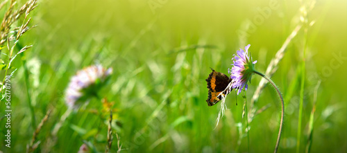 Orange butterfly in a summer meadow with purple moss verbena . © Swetlana Wall