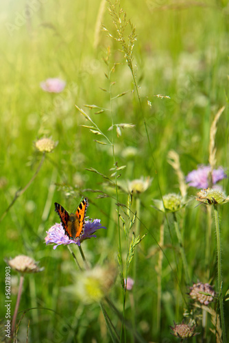 Orange butterfly in a summer meadow with purple moss verbena .