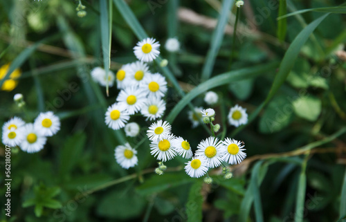 Chamomile flowering in a meadow in grass  on a green background. Medicinal plant