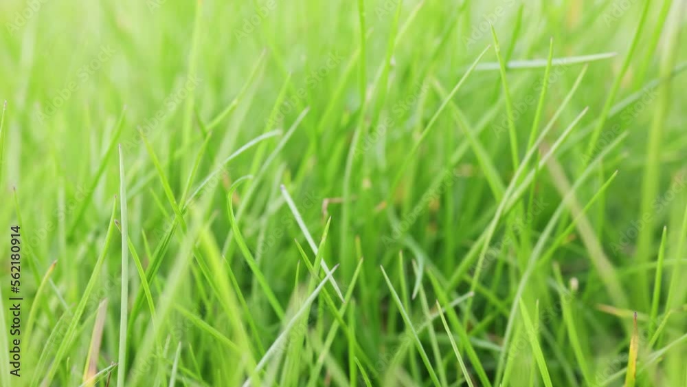 Video with green grass background. Flight through green grass Video with green grass background. Flight through green grass