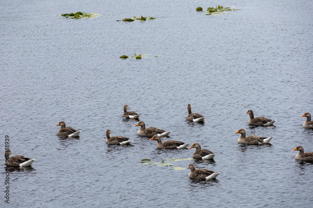 A flock of wild Hebridean wild ducks swimming peacefully in a lock in the Outer Hebrides, Island of Lewis and Harris. A flock of wild Hebridean wild ducks swimming peacefully in a lock in the Outer Hebrides, Island of Lewis and Harris.