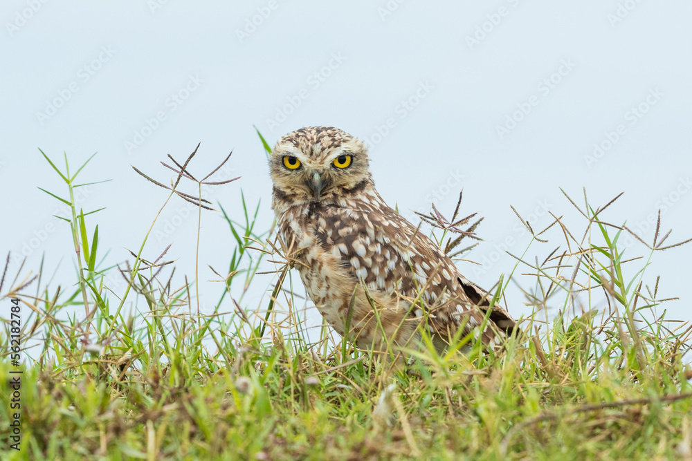 Little Owl Little Owl