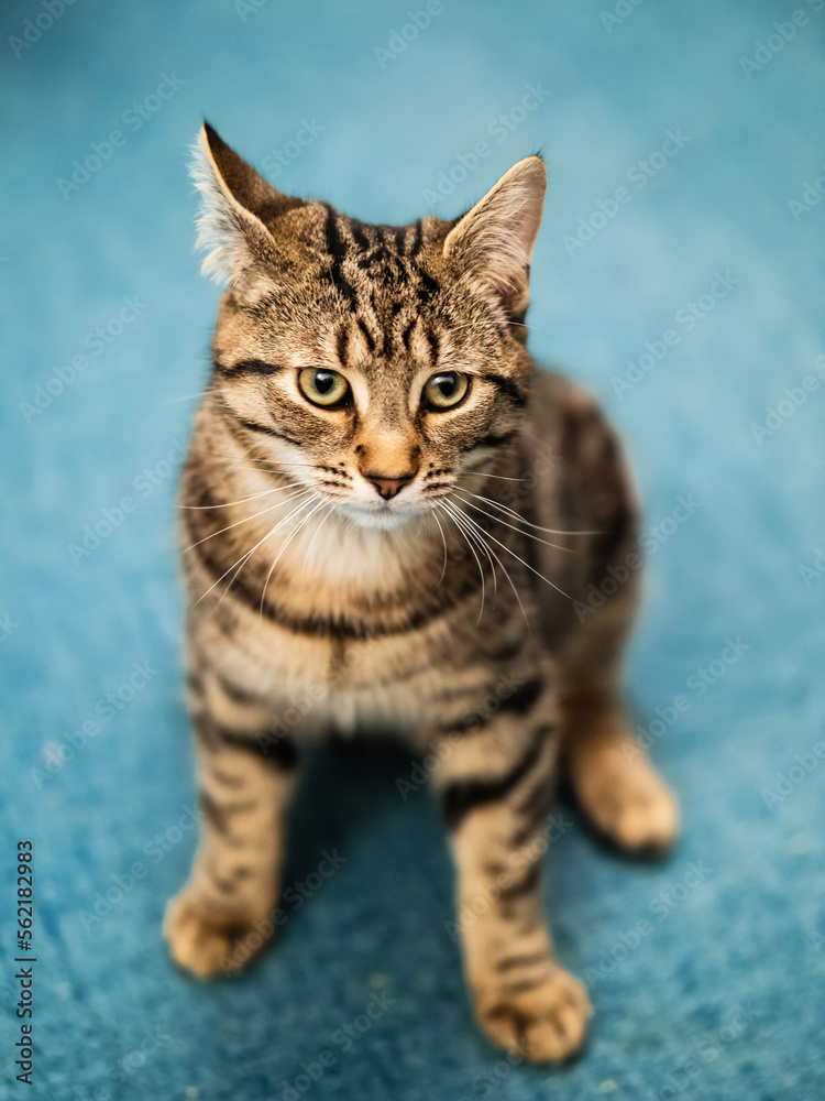 Naklejka premium Cute and handsome tabby cat on a blue carpet. The model has tiger style fur and is in relaxed state. Home pet. Selective focus.