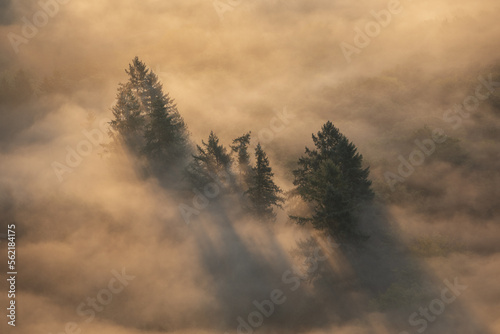 Wonderful foggy landscape w...