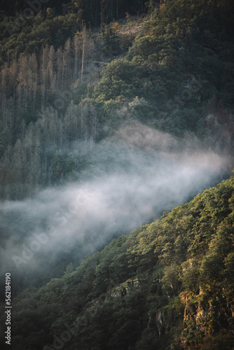 Majestic landscape of summer mountains. A view of the misty slopes. Morning misty coniferous forest hills in fog