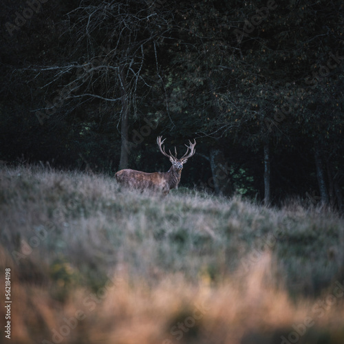 Majestic red deer, cervus e...