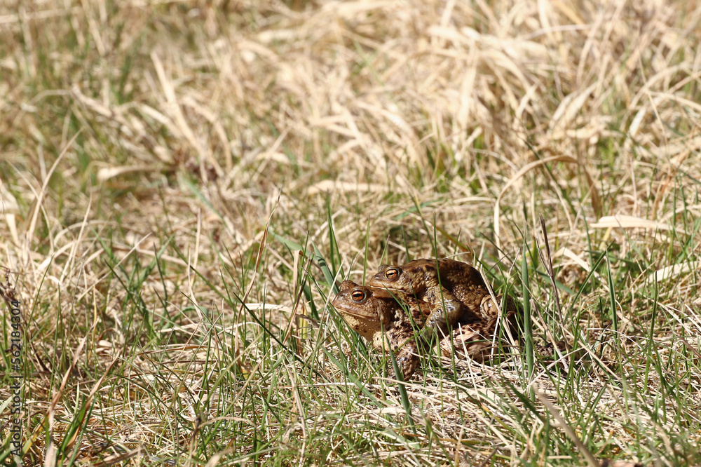 Pair of the brown frog in a grass - reproduction