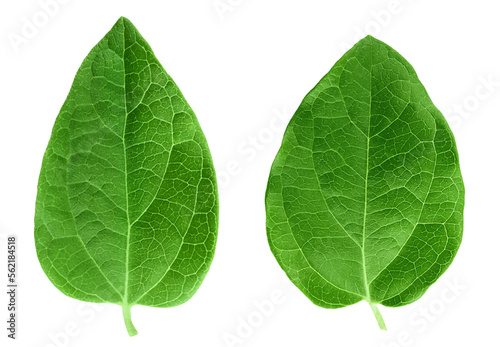 Fresh honeysuckle leaf isolated on white background with full depth of field. Top view. Flat lay.