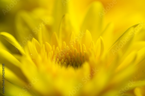 macro yellow flower background Macro shot yellow flower background Yellow Backgrounds Vegetable Garden Flower Petal Close-up 