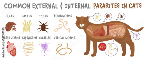 Common external and internal parasites in cats. photo