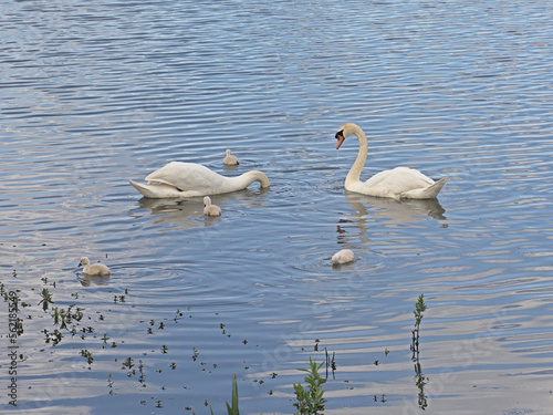 Swan family swimming in the lake