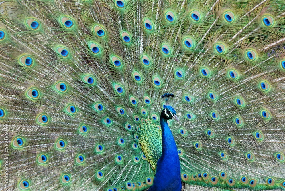 Obraz premium peacock with feathers out