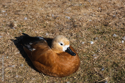 Beautiful wild bird shelduck lies on dry grass on a sunny day. Birdwatching.