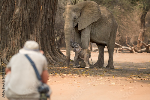 Canvas Print On a safari in Africa:  tourist from behind on a safari walk in open space is photographing elephants, mother and calf in background of dry forest of ManaPools, Zimbabwe