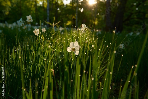 A bright golden sunrise over a woodland full of wild daffodils.