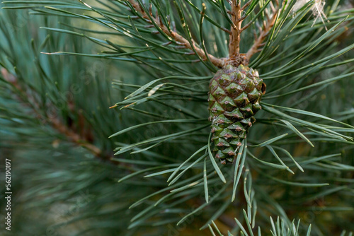 Green young pine cone on a tree at sunset, close-up. A pine branch with green needles and a coniferous cone in summer. Means of alternative medicine.