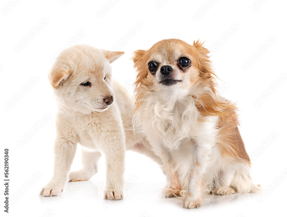 young shiba inu and chihuahua