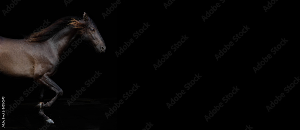 Fototapeta premium Beautiful Stallion against black background