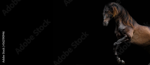 Beautiful Stallion against black background