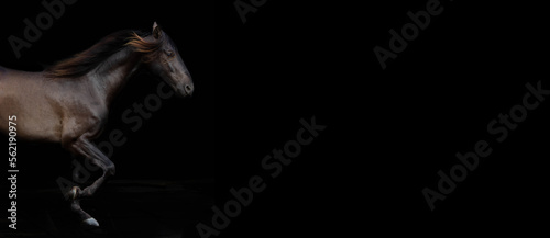 Beautiful Stallion against black background