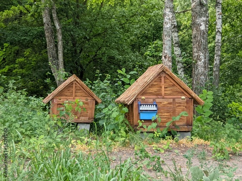 wooden bee hives in the forest