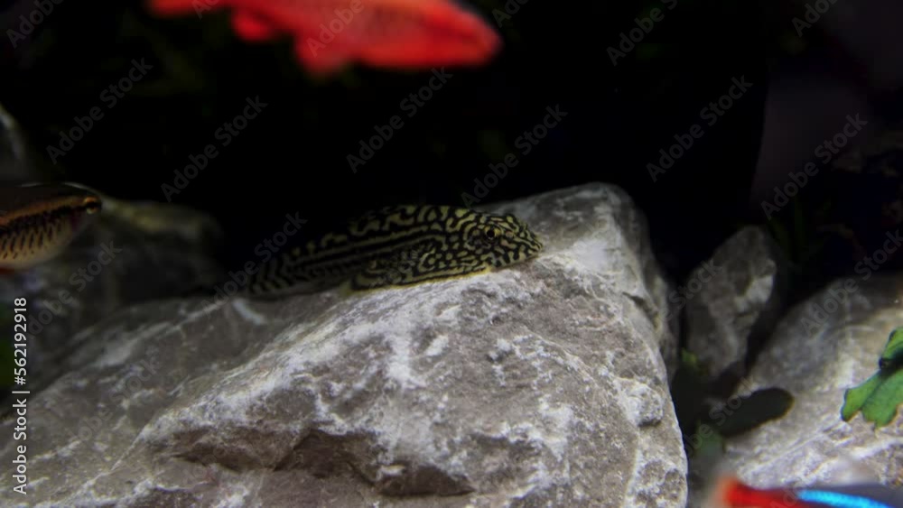 hillstream loach, aquarium, aquarium fish, fish tank, hill stream loach