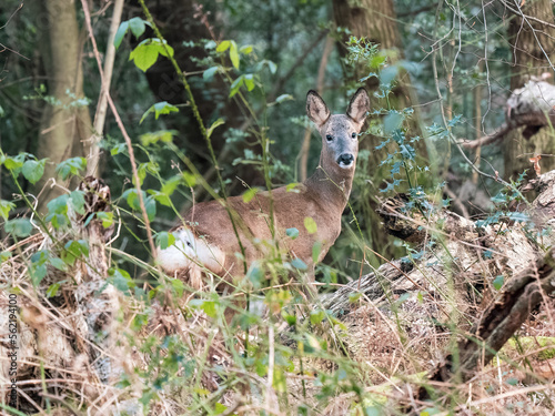 Female Roe Deer in a Wood