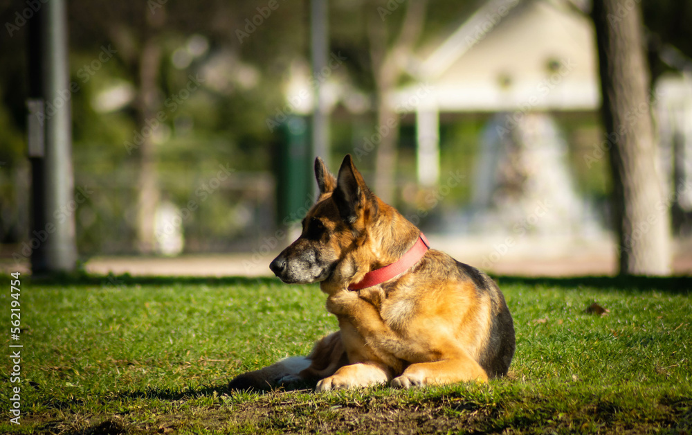 Obraz premium pastor aleman