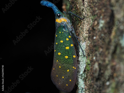 Close up of Lantern Bug (Fulgora lampestris) in Danum Valley, Sabah, Borneo, Malaysia. photo