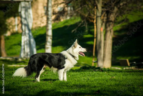 border collie