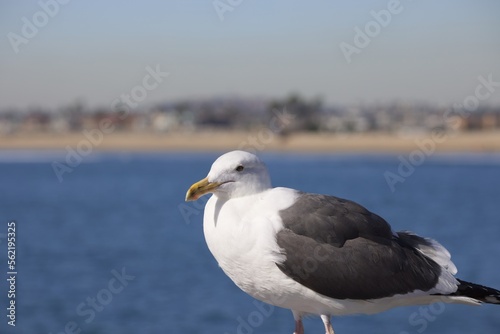Seagull on the pier