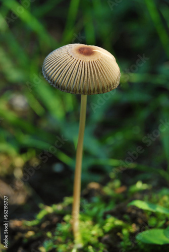 Little Japanese umbrella mushroom in the wild