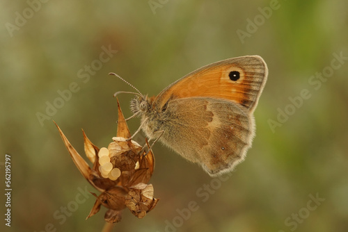 Closeup shot of the small heath butterfly, Coenonympha pamphilus, sitting on a tip of a plant against a green background