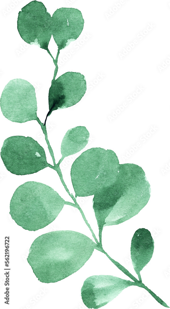 Obraz premium Watercolor eucalyptus branch.
