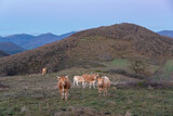 Pyrenean race cows at sunset in the bush