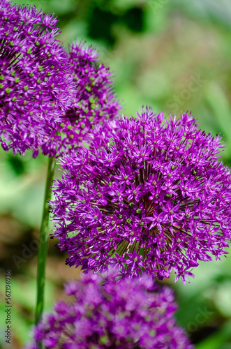 Colorful flowers