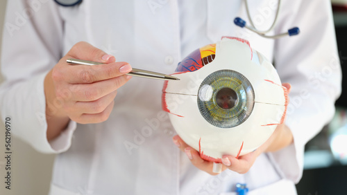 Close up of ophthalmologist holds anatomical model of human eye. photo