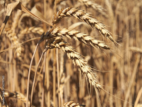 Obraz na płótnie Ripening ears of yellow wheat field, close-up photo of nature. The idea of a rich harvest, world food security. w salonie